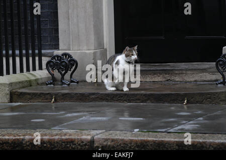 London, UK. 17. November 2014. Larry die Downing Street Katze gesehen in der Downing Street in London. Stockfoto