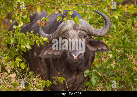 Krüger-Nationalpark, Südafrika - afrikanischer Büffel auch bekannt als Kaffernbüffel Syncerus Caffer Caffer. Stockfoto