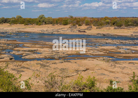 Krüger-Nationalpark, Südafrika - Nilpferd am Ufer des Olifants River. Stockfoto