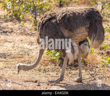 Krüger-Nationalpark, Südafrika - gemeinsame Strauß, großen flugunfähigen Vogel, Struthio Camelus. Stockfoto