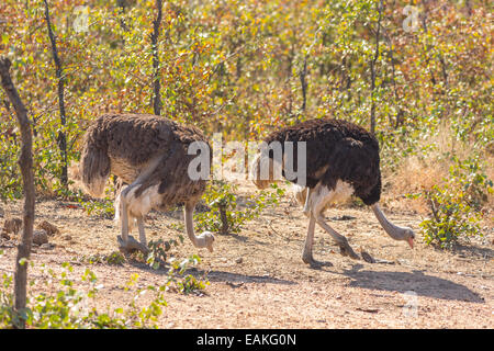 Krüger-Nationalpark, Südafrika - gemeinsame Strauß, großen flugunfähigen Vogel, Struthio Camelus. Stockfoto