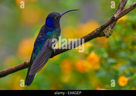 Kolibri thront auf einem Zweig mit einem unscharfen Hintergrund der gelben Blüten Stockfoto