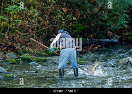 First Nations Mann aufspießen Chum Salmon in Goldstream River während Herbst Spawn-Goldstream Provincial Park, Victoria, British Co Stockfoto