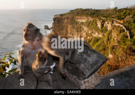 Affen entlang der Klippen neben der Ulu Watu Tempel Pura Luhur. Bali. Uluwatu Tempel ist ein Hindu-Tempel am Kliff Ufer in Stockfoto