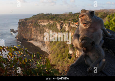 Affen entlang der Klippen neben der Ulu Watu Tempel Pura Luhur. Bali. Uluwatu Tempel ist ein Hindu-Tempel am Kliff Ufer in Stockfoto