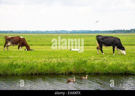 Kühe im Feld bei holland Stockfoto