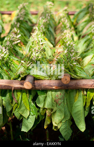 Tabakblätter trocknen an der frischen Luft auf Holzgestellen. Stockfoto