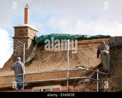 Thatchers bei der Arbeit in einem Exmoor Dorf erholt sich ein Reetdachhaus-Dach Stockfoto