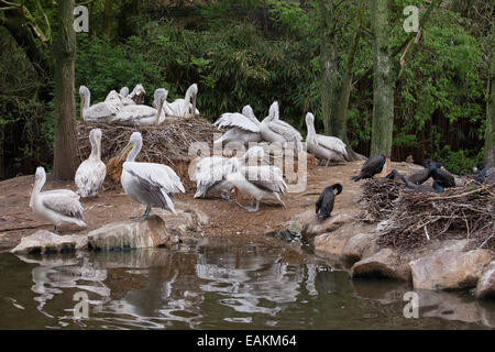 Dalmatinische Pelikane (Pelecanus Crispus) und ihre Nester auf Teich Insel im Zoo Rotterdam in Holland, Niederlande. Stockfoto