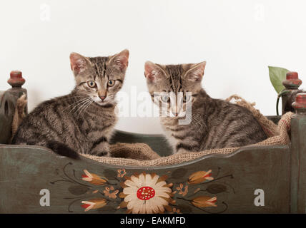 zwei junge gestreiften Katzen sitzen in einem alten hölzernen Krippe Stockfoto