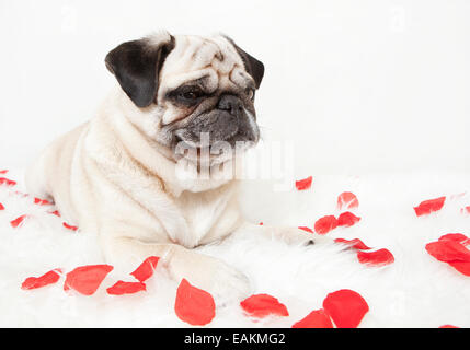 ein grinsender Mops liegend auf einer weißen Decke mit Rosenblüten dekoriert Stockfoto