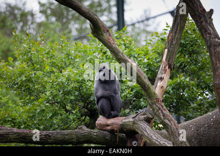 Crested schwarz Makaken (Macaca Nigra) sitzt auf einem Ast im Zoo von Rotterdam in Holland, Niederlande. Stockfoto