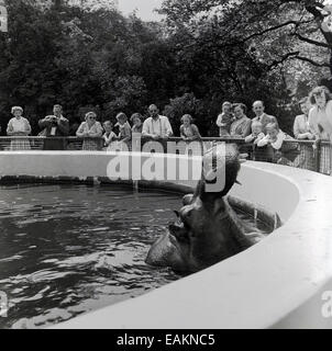 1950er Jahre, historische, Erwachsene und Kinder in einem Zoo sehen zu, wie ein Nilpferd aus dem Wasser in seinem Gehege auftaucht, seinen großen Mund öffnet und seine Zähne zeigt, Manchester, England, Großbritannien. Flusspferde haben viele Zähne, 36, wobei die unteren langen Eckzähne zum Kämpfen verwendet werden. Der Biss eines Nilpferdes ist fast dreimal stärker als ein Löwe! Stockfoto