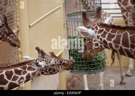 Giraffen Essen Pflanzen im Zoo Rotterdam (Diergaarde Blijdorp) in Holland, Niederlande. Stockfoto