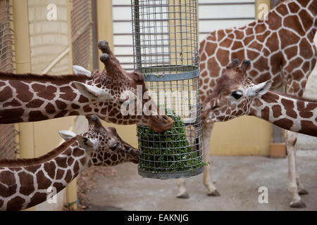 Junge Giraffen Essen Pflanzen im Zoo Rotterdam (Diergaarde Blijdorp) in Holland, Niederlande. Stockfoto