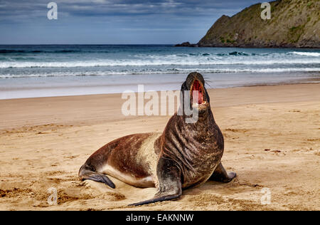 Wilde Dichtung am Strand, Cannibal Bay, Neuseeland Stockfoto