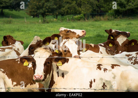 Kühe in den Niederlanden Stockfoto