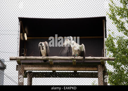 Weißrückenspecht Geier (abgeschottet Africanus) im Rotterdamer Zoo (Diergaarde Blijdorp) in Holland, Niederlande. Stockfoto