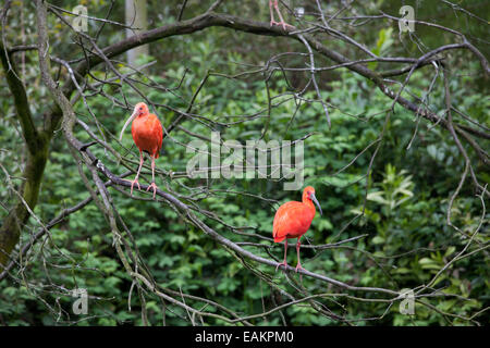 Scarlet Ibis (Eudocimus Ruber) im Rotterdamer Zoo (Diergaarde Blijdorp) in Holland, Niederlande. Stockfoto