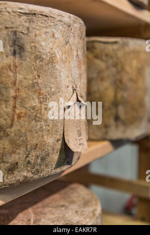 Gesamten Blauschimmelkäse gewickelt und Alterung in Regalen Stockfoto