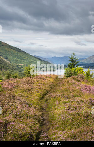 Ballachulish in Lochaber Bereich von Schottland durch Heather verfolgen. Stockfoto