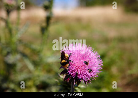 Bienen und Insekten sammeln Pollen aus Kanada Distel Pflanzen Saskatchewan Kanada Stockfoto