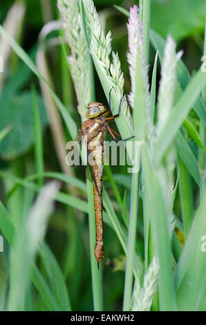 Norfolk Hawker [Aeshna gleichschenklig] Norfolk Broads, England, UK. Ausruhen im Rasen. Juni. Stockfoto