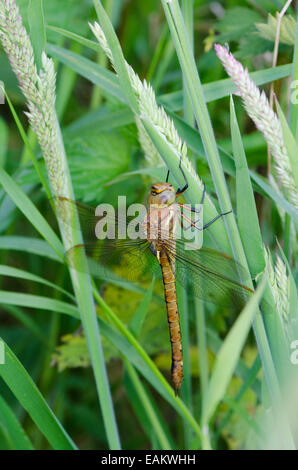 Norfolk Hawker [Aeshna gleichschenklig] Norfolk Broads, England, UK. Ausruhen im Rasen. Juni. Stockfoto