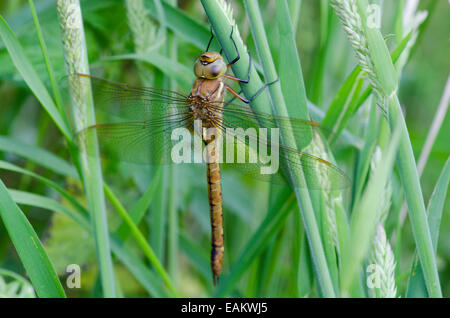Norfolk Hawker [Aeshna gleichschenklig] Norfolk Broads, England, UK. Ausruhen im Rasen. Juni. Stockfoto