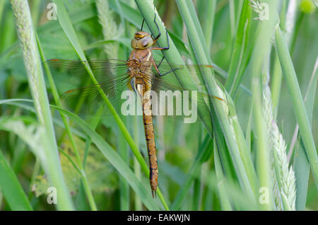 Norfolk Hawker [Aeshna gleichschenklig] Norfolk Broads, England, UK. Ausruhen im Rasen. Juni. Stockfoto