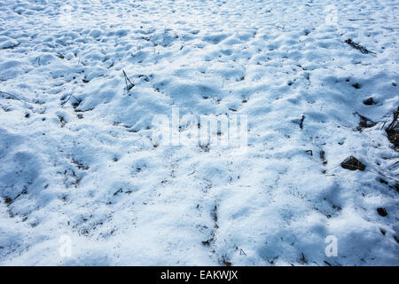 eine schneebedeckte rundum im Wald mit Hügel Stockfoto