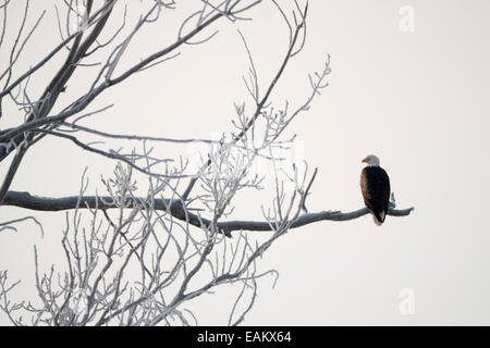 Adler ruht auf Frost bedeckt Ast entlang des Missouri River in westlichen Iowa. Stockfoto