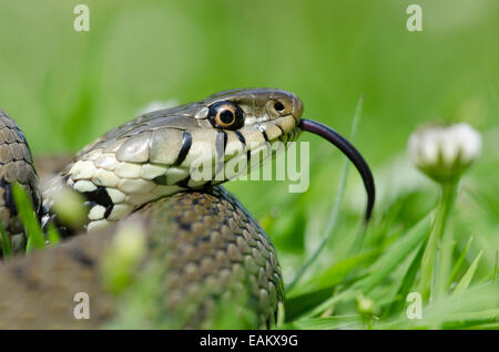 Ringelnatter, Natrix Natrix in Grünland, Sussex, UK. Juli. flinken Zunge, Verkostung den Duft in der Luft. Stockfoto