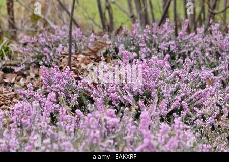 Winter Heidekraut (Erica Dryas "Dezember rot' syn. Erica herbacea Rot ezember') Stockfoto