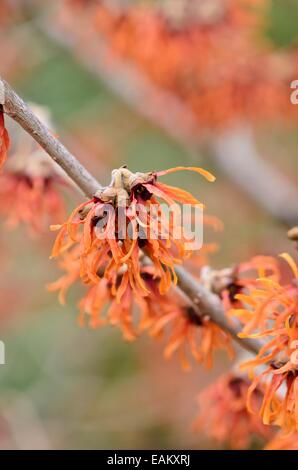 Zaubernuss (hamamelis x intermedia 'Diane') Stockfoto