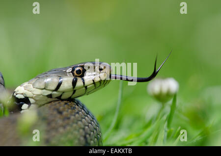 Ringelnatter, Natrix Natrix in Grünland, Sussex, UK. Juli. flinken Zunge, Verkostung den Duft in der Luft. Stockfoto