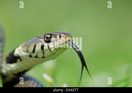 Ringelnatter, Natrix Natrix in Grünland, Sussex, UK. Juli. flinken Zunge, Verkostung den Duft in der Luft. Stockfoto