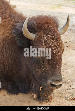 Leiter der großen braunen Bison Verlegung auf sand Stockfoto