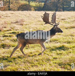 Damwild. Stockfoto