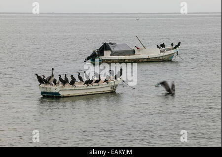 Zwei mexikanische kleine Fischerboote vor Anker mit Kormoranen ruhen auf den Dollborden in der Bucht von Campeche, Campeche, Mexiko. Stockfoto