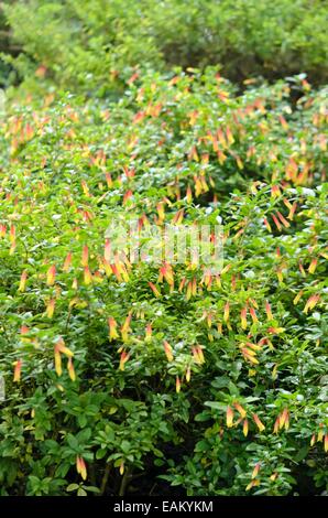 Brasilianische fuchsia ("justicia rizzinii Syn. jacobinia pauciflora) Stockfoto