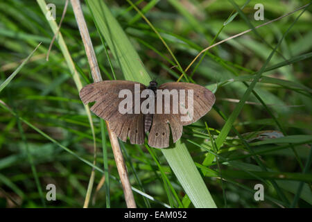 Braun Ringel Schmetterling sonnen sich in der Sommersonne ruht auf einem Grashalm Stockfoto