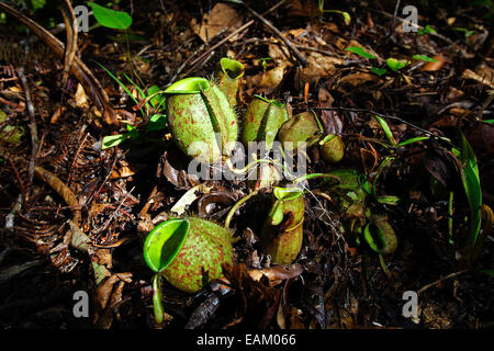 Nepenthes ampullaria wächst auf dem Boden des tropischen Regenwaldes, Batang Toru Wasserscheiden, Sumatra. Stockfoto