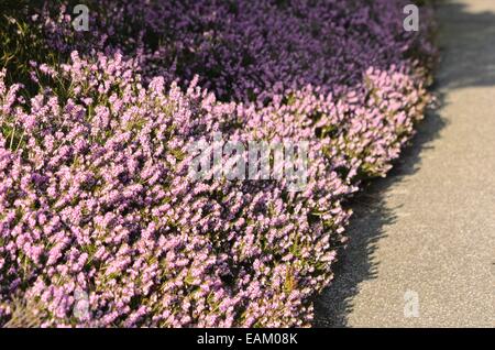 Winter Heidekraut (Erica oleracea 'Winter Beauty' syn. Erica herbacea 'Winter Beauty') Stockfoto