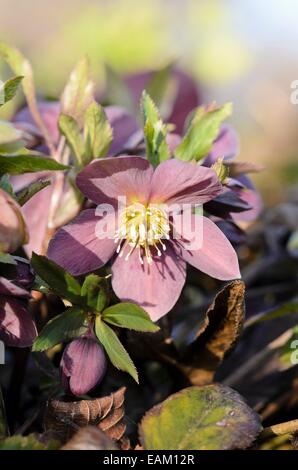 Fastenzeit Rose (Helleborus orientalis) Stockfoto