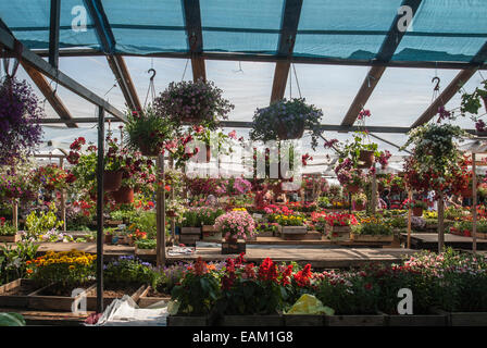 Blumen Blume Markt in Riga, die größte Stadt und Hauptstadt von Lettland, die Kulturhauptstadt Europas im Jahr 2014. Stockfoto