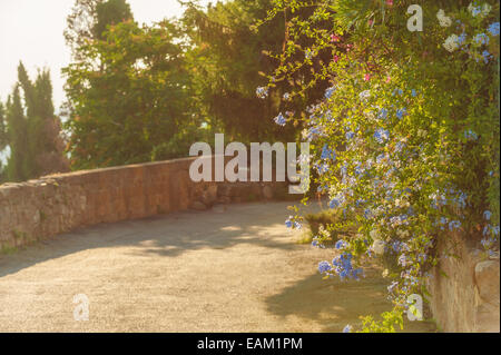 Blaue Blumen im ländlichen Haushalt in der Toskana in einem schönen sonnigen Tag Stockfoto