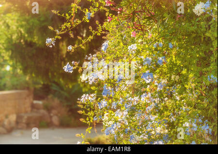 Blaue Blumen im ländlichen Haushalt in der Toskana in einem schönen sonnigen Tag Stockfoto