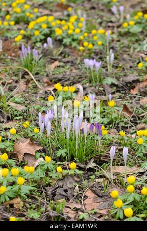 Frühe Krokus (Crocus tommasinianus) und Camas (eranthis Hyemalis) Stockfoto