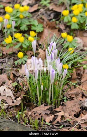 Frühe Krokus (Crocus tommasinianus) und Camas (eranthis Hyemalis) Stockfoto